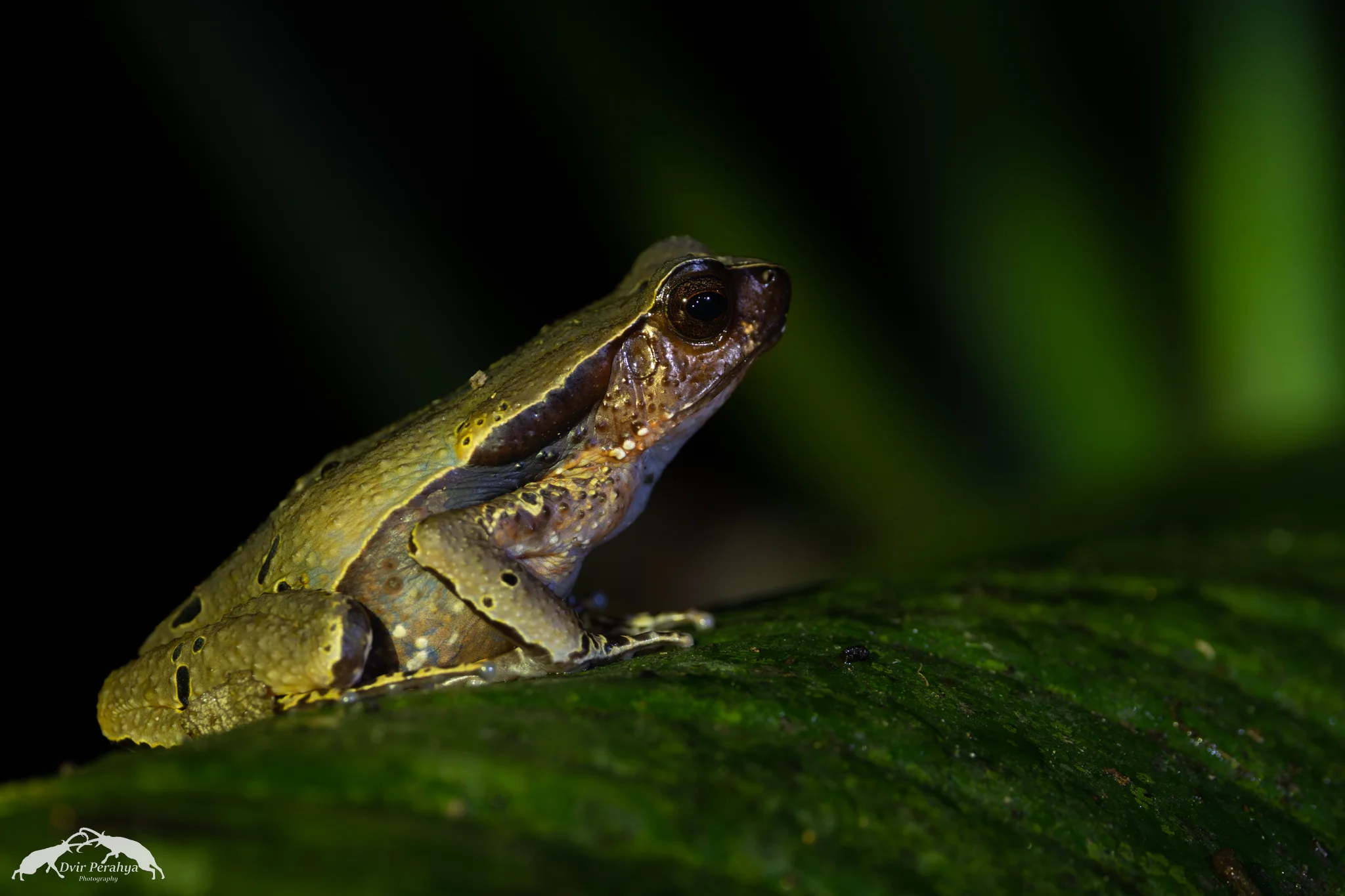 Frog, Costa Rica Rainforest